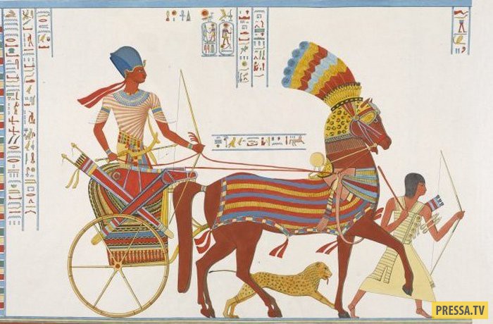 Животные, почитаемые в Древнем Египте (11 фото + видео)
