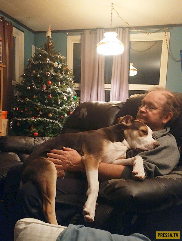 «А мой папа говорил, что не хочет собаку».(20 фото)