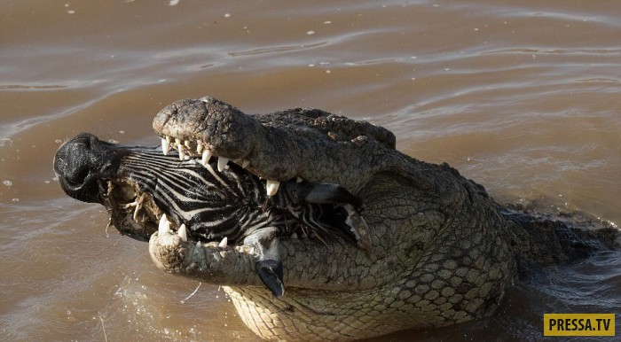 охота крокодилов на переправе