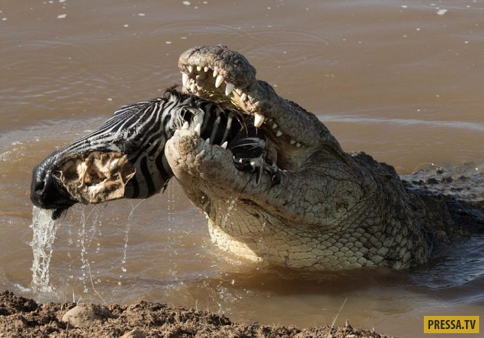 охота крокодила на суше