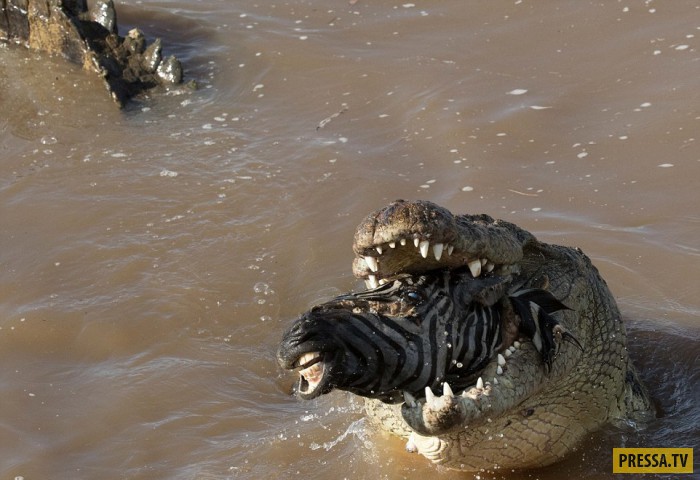 передача охота на крокодилов