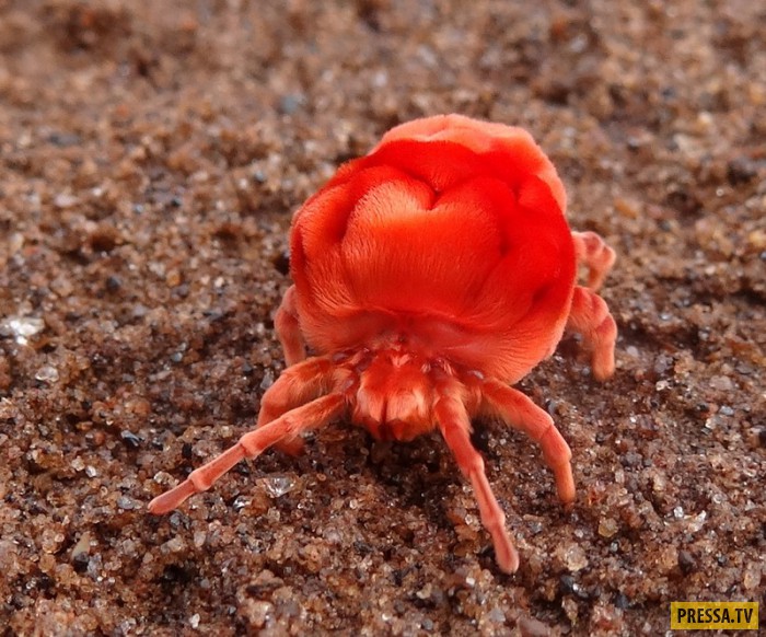 ТОП-25 симпатичных созданий природы красного цвета (25 фото)