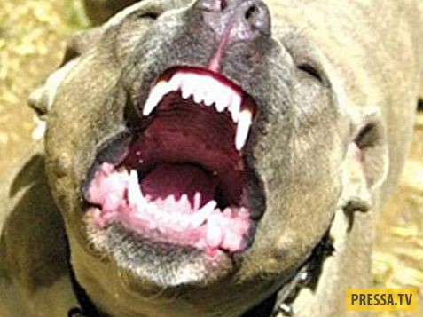 ТОП-10 мифов и заблуждений про породу собак питбуль (10 фото)