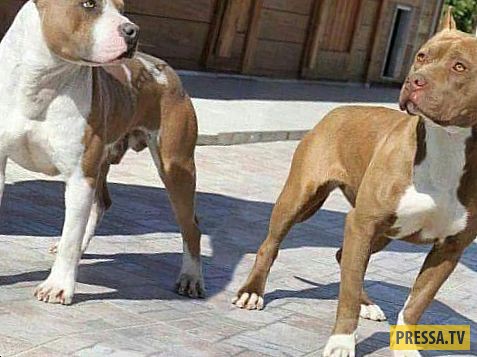 ТОП-10 мифов и заблуждений про породу собак питбуль (10 фото)
