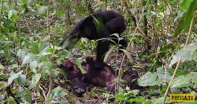 ТОП-10 удивительных и ужасных фактов о шимпанзе (10 фото)