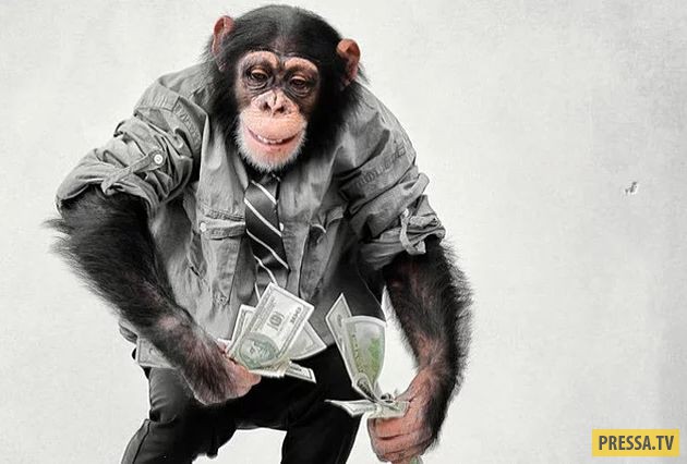ТОП-10 удивительных и ужасных фактов о шимпанзе (10 фото)