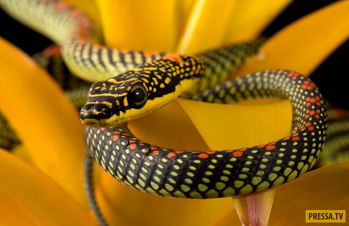 Летающие змеи (15 фото)