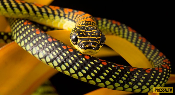 Летающие змеи (15 фото)