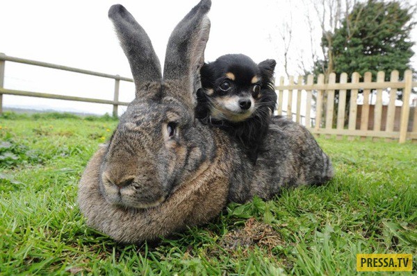 Кролики породы Серый великан: характеристика, уход, содержание и разведение