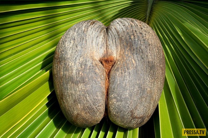 Уникальная пальма на Сейшельских островах (11 фото)