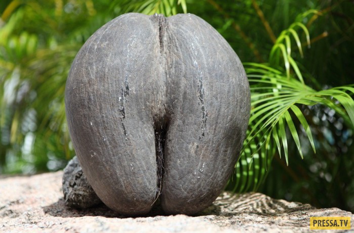 Уникальная пальма на Сейшельских островах (11 фото)