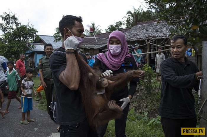В Индонезии освободили орангутана, который полжизни повёл в тесном ящике (12 фото)