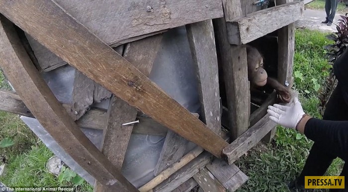 В Индонезии освободили орангутана, который полжизни повёл в тесном ящике (12 фото)