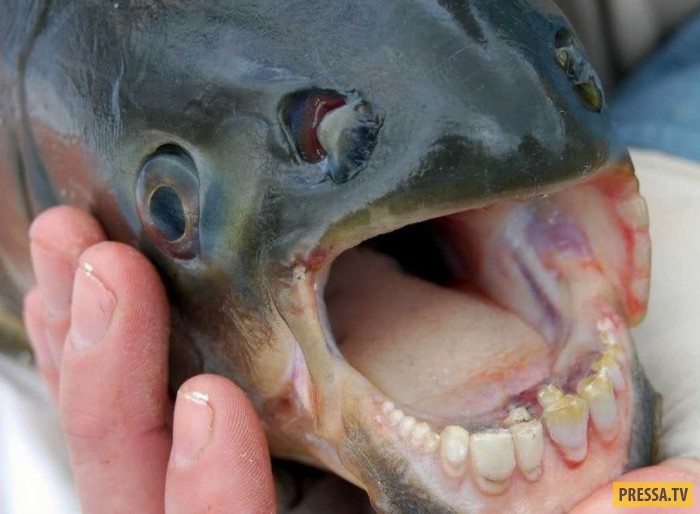 Паку крупная рыба с человеческими зубами (17 фото+2 видео)