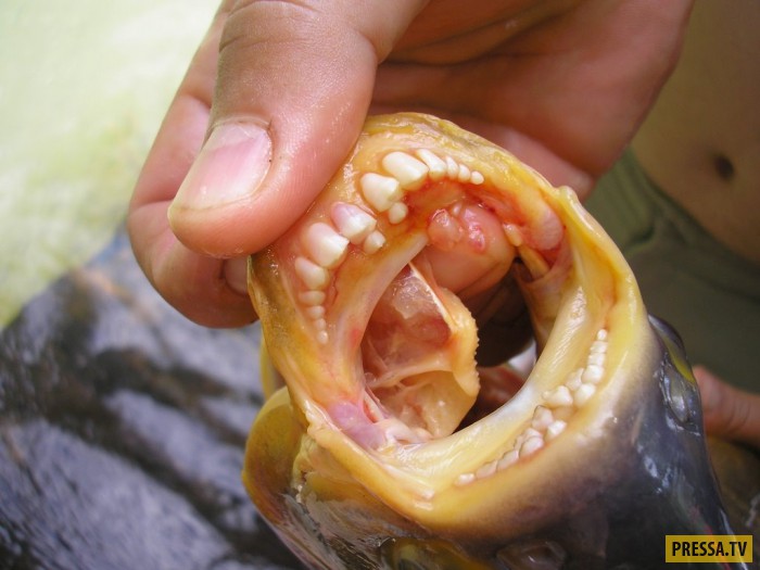 Паку крупная рыба с человеческими зубами (17 фото+2 видео)