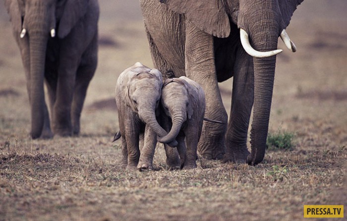 Фото мальчика и слона