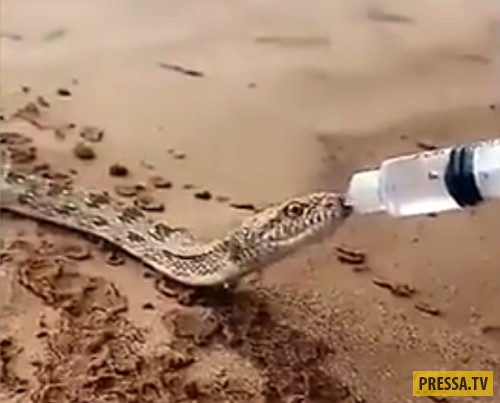 Змею, умирающую от жажды, напоили водой из шприца (фото + видео)