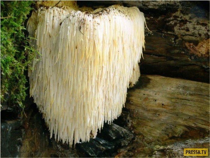 ТОП-15 грибов удивительного внешнего вида (15 фото)