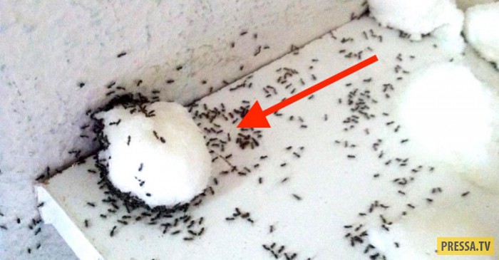 Простой, но действенный способ избавиться от муравьёв в квартире (6 фото)