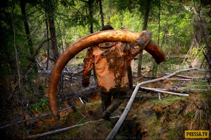 Черные копатели Сибири: охота на мамонтов (37 фото)