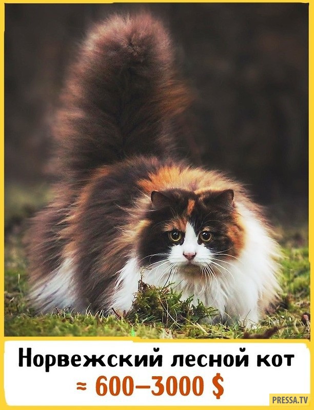 Кошки и коты редкие породы