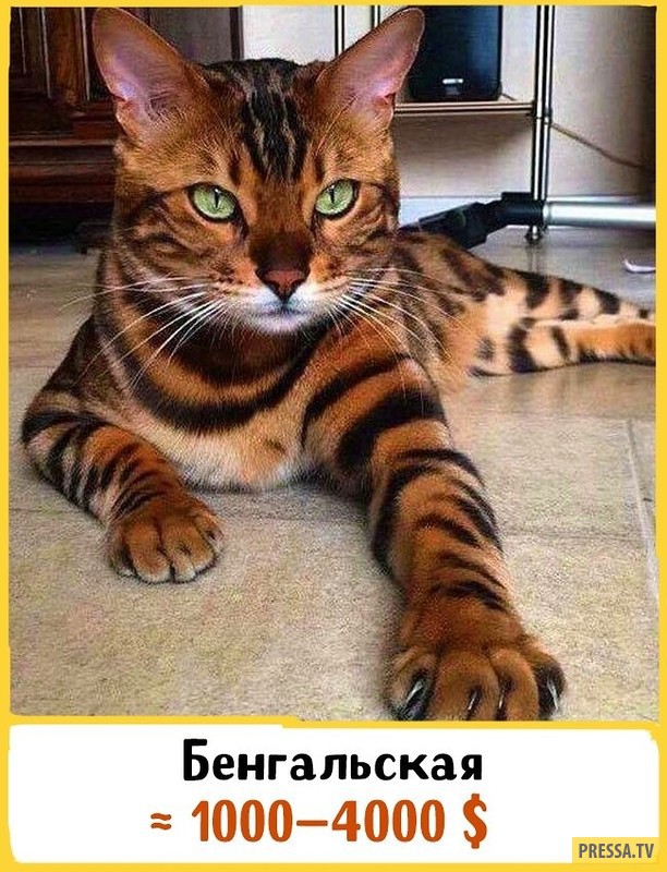 Яндекс редкие породы кошек