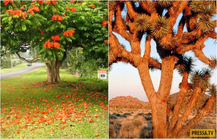 Странные деревья необычной формы с разных уголков мира (23 фото)