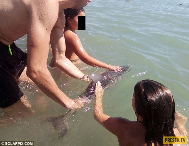 В Испании туристы до смерти замучили дельфиненка