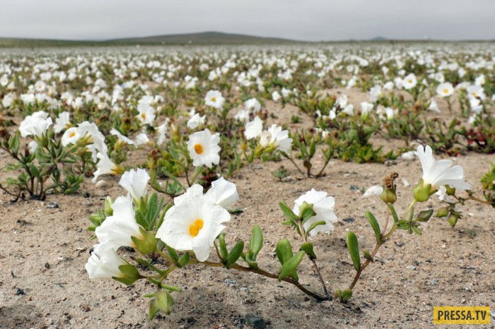 Из-за аномальных дождей самая сухая пустыня в мире покрылась ковром цветов