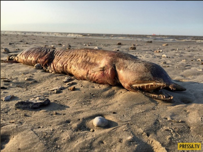 Загадочное существо обнаружили на пляже после урагана Харви (4 фото)