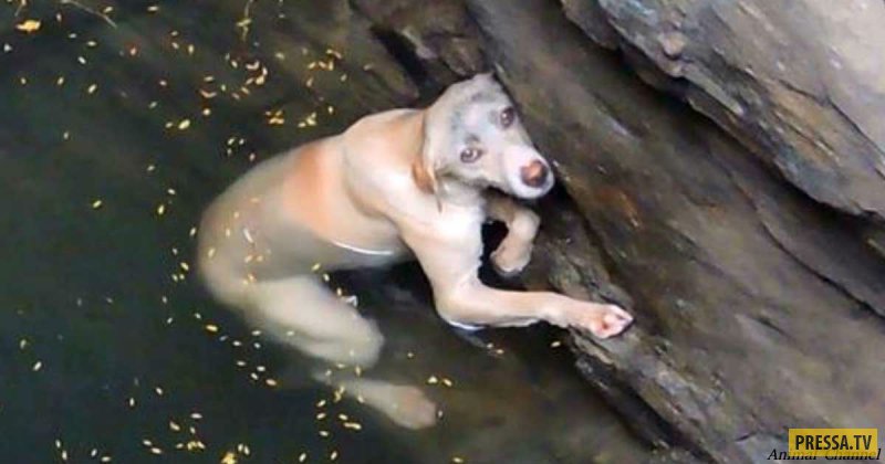 Спасение собаки, упавшей в колодец, в Индии ( 10 фото + видео)