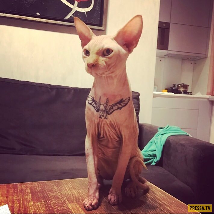 Коту сделали татуировку для гламурности (7 фото)