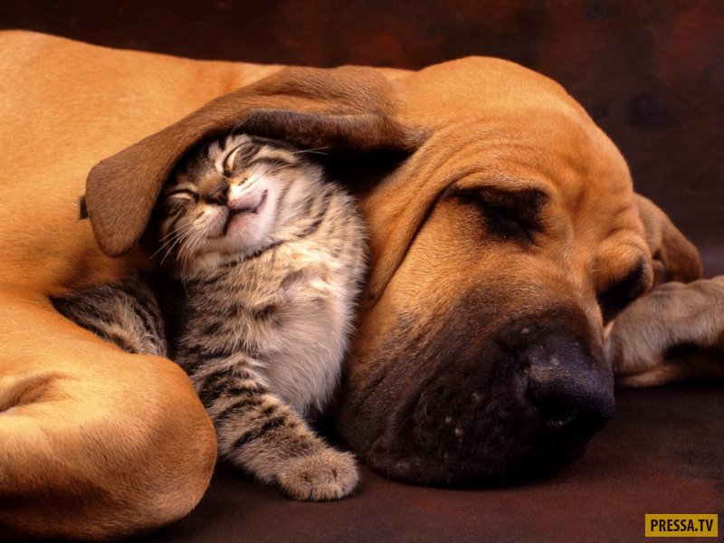 Очаровательные фотографии о собачье-кошачьей дружбе (51 фото)