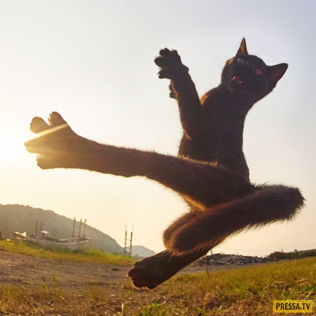 Коты-ниндзя в работах японского фотографа (35 фото)