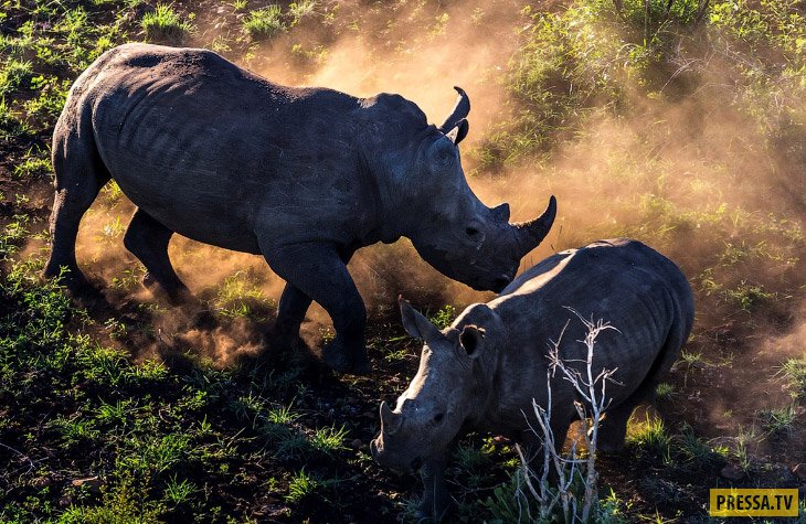 Черные носороги на грани вымирания. Смерть из-за рога (7 фото)