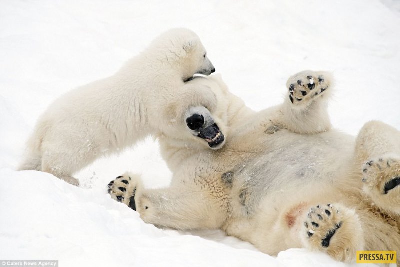 Семейная идиллия: белый медвежонок играет с мамой-медведицей (14 фото)