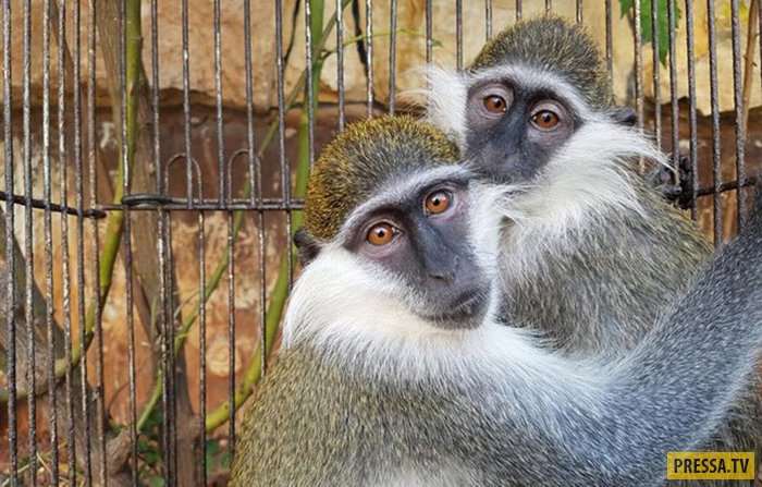 Спасение двух обезьянок, полгода просидевших в маленькой клетке (10 фото)