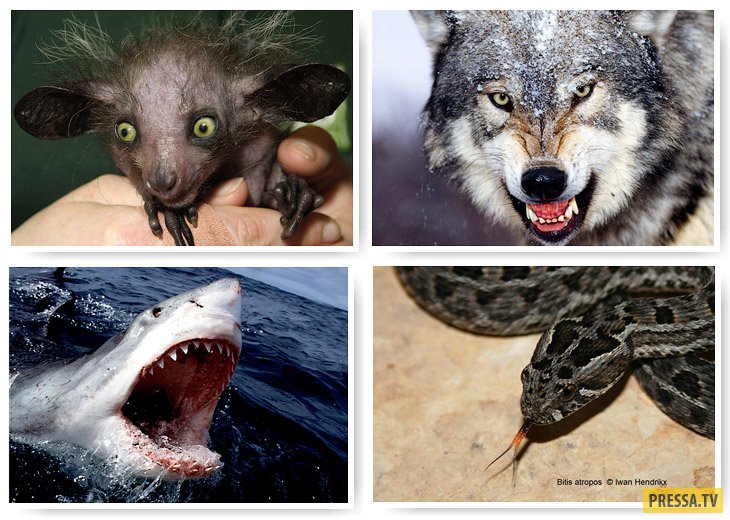 Топ 13: Самые страшные животные в мире (19 фото)