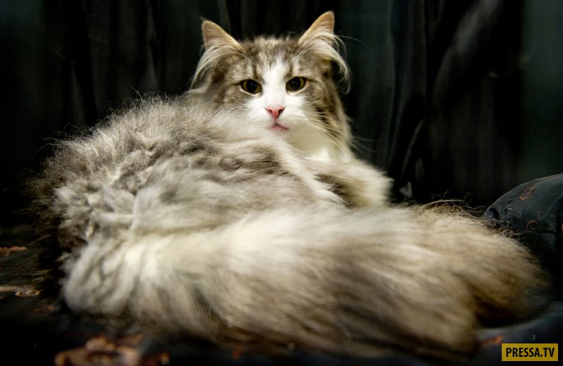 Выставка кошек GCCF Supreme Cat Show в Англии (21 фото)