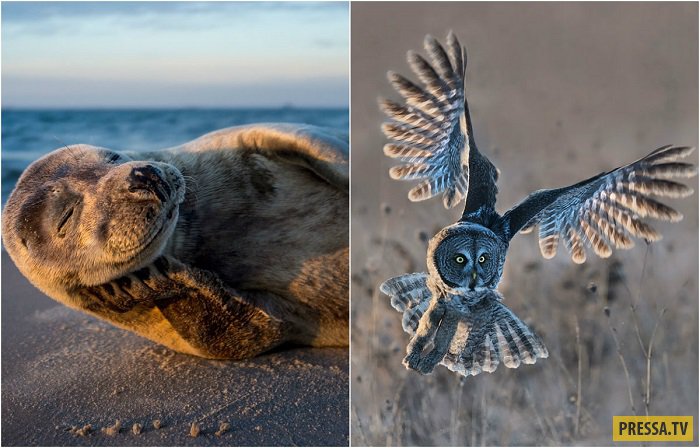    Nature Photographer of the Year 2017 (13 )