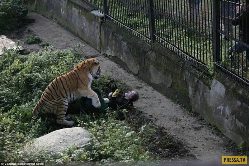 ЧП в Калининградском зоопарке: на девушку набросился амурский тигр (5 фото)