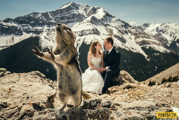Свадебные фотографии, от которых можно умереть со смеху! (25 фото)