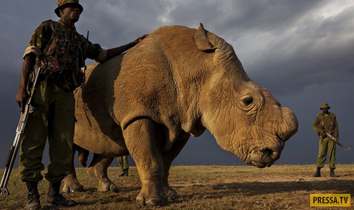 Дни белых носорогов сочтены. Носорог по имени Судан - единственный самец во всем мире (10 фото)