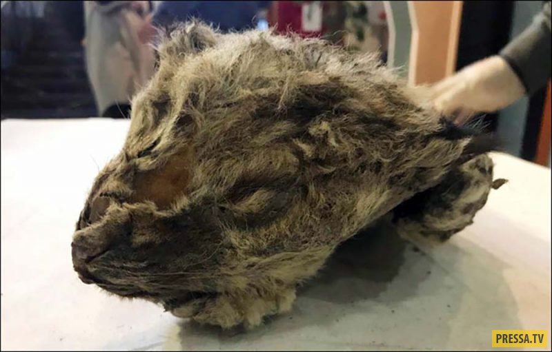 В Якутии в вечной мерзлоте нашли пещерного львенка, возрастом 50 тысяч лет  и его хотят клонировать (5 фото + видео)
