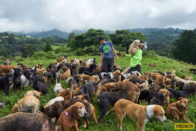 Необычный питомник в Коста-Рике "Земля бродячих собак" (15 фото)