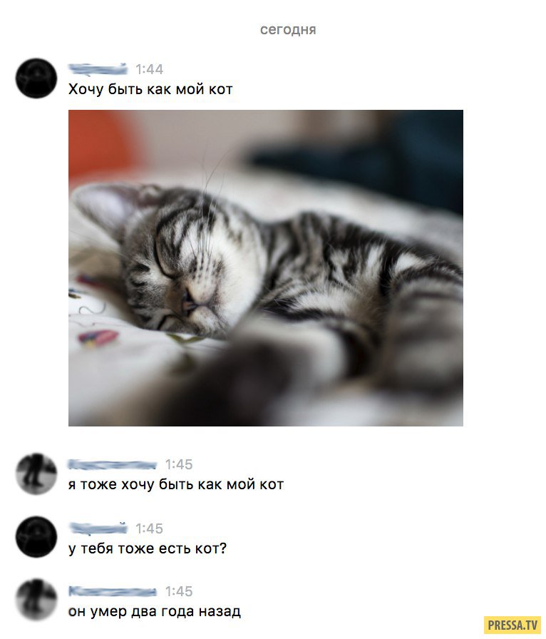 Одолжи котика. Мемы с кошками. Мой кот живет по принципу жрать надоело спать. Мемы с котами. Мой котя.