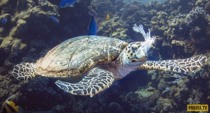 Дайвер спас в Красном море от верной смерти черепаху, подавившуюся пластиковым пакетом (8 фото)