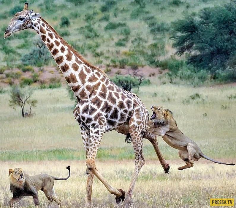 Львы напали на жирафа (9 фото)