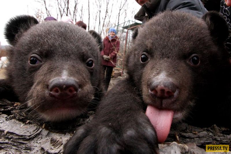 Житель китайской провинции Юньнань купил щенков, а они оказались медвежатами (6 фото)