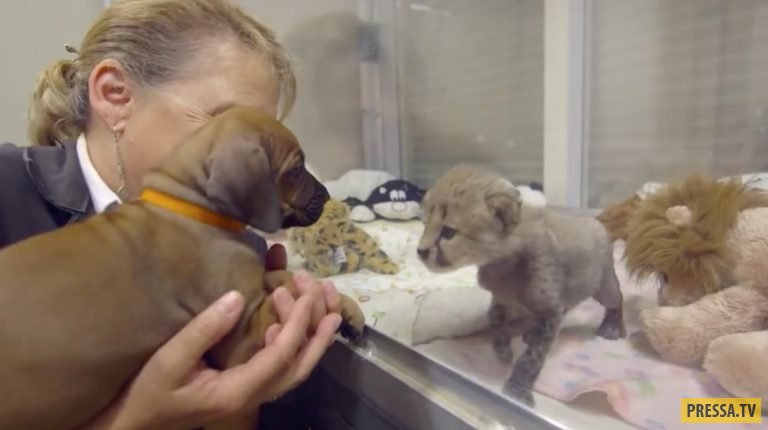 Маленького гепарда спасла дружба со щенком (8 фото + видео)